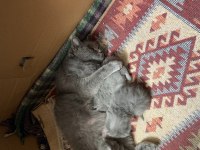 24 mart doğumlu british shorthair kedisi