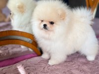 SHOW CLASS BABY FACE POMERANİAN BOO