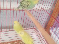 2 aylık muhabbet kuşu yavruları