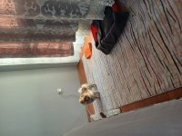 Pomeranian yavru 3 aylık