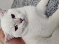 10 aylık british shorthair erkek