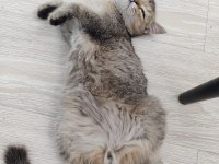 British gold shorthair