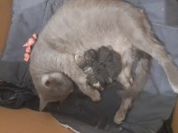 Kedi sahiplendirmek