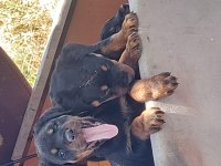 Irk garantili rottweiler yavruları