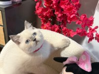 British Shorthair Blue Point