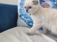 Prensesimizi sahiplendiriyoruz scottish fold