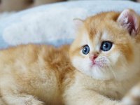 Şampiyon Soydan Gelen Golden British Shorthair 