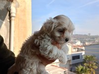 A kalite maltipoo yavrular