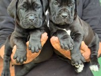 Ev Ortamında Yetiştirilmiş Cane Corso Yavrularımız