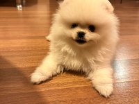 POMERANIAN BOO AYI SURAT