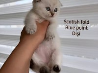 Scottish fold dişi