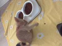 Acil kedimizi sahiplendirmek