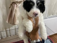 Son kalan dişi maltese