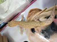 Leopar gecko