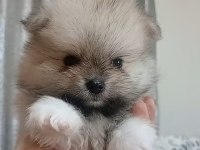 Pomeranian boo erkek bebeğim