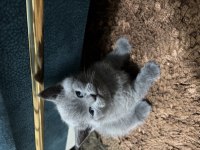 British shorthair cinsi
