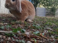 Minilop orijinal ırk
