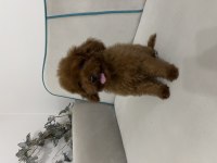 Kore yavru poodle düşünen ulaşabilir