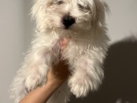 Maltese erkek köpeğimiz