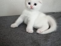 Scottish Fold Güzellik pofidik