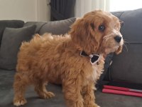 Maltipoo Yavrusu