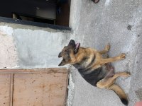 BABA ŞECERELİ ALMAN KURDU YAVRULARI