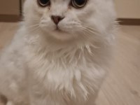 Yavru British Longhair