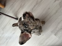 2 Aylık Erkek Merle Tan French Bulldog