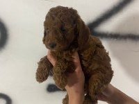 Red brown poodle yavrularım orijinal