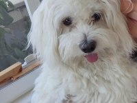 1 yaşında Maltese terrier
