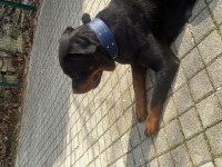 Rottweiler uygun dişi