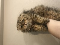 Yakışıklı scottish fold oğlumuza yuva arıyoruz