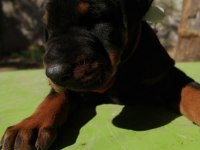 A şecereli anne ve babadan üst düzeyde kaliteli dobermanlar