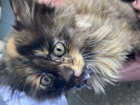 Tekir ve british longhair yavrusu