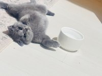 Poncik British Shorthair Prenses