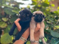 Muhteşem Pug Yavru Köpeklerimiz