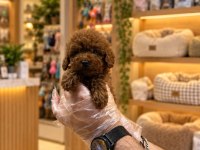IRK GARANTİ TOY POODLE YAVRULARIMIZ