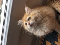 British longhair yavrular