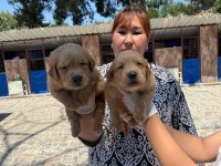 Golden Retriever yavrularımız