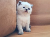 British Shorthair / ERKEK