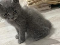 Gri sarı gözlü kızım british shorthair