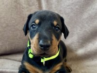 Safkan Doberman Yavruları – Şampiyon Kan Hattı