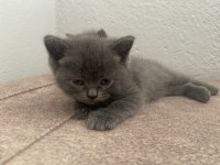 british shorthair 2 tane yavrumuz