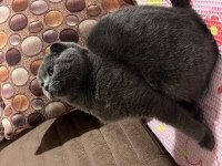 Gece british shorthair
