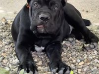 A+ Kalite Cane Corso Yavrularımız