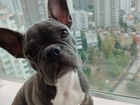 Yavrumuz güzel sağlıklı french bulldog