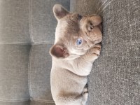 Harika Anatomi Harika French Bulldog Yavrular