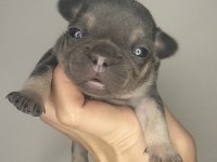 A kaliteli french bulldog yavrularım