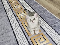 Scottish ve british kediler