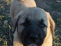 2 Aylık Yavru Köpekler